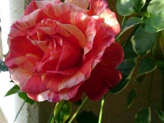 ポールゴーギャン