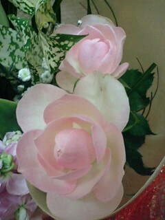 淡いピンクのバラ