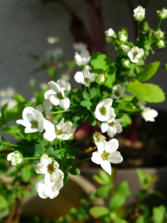 実家から挿し木にしてもらったユキヤナギ