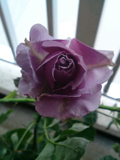 シークレットパフーム