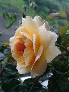 ポートサンライト