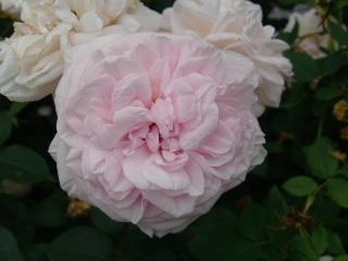 スーブニール・ドゥ・ラ・マルメゾン