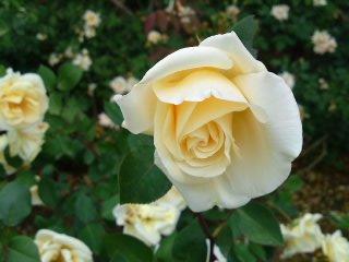 レディヒリンドン