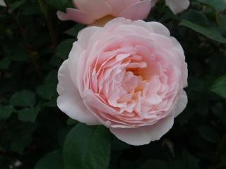 アンブリッジローズ