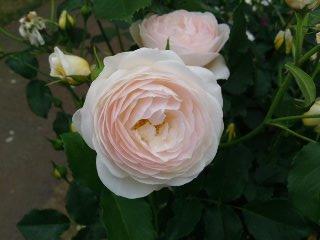 ルドロウキャッスル