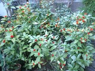 母さんの庭(千両)