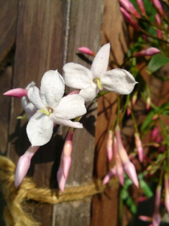 ハゴロモジャスミン