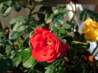 レッドシンフォニー