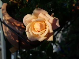 ペーパードール