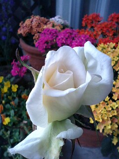 根室の朝、２輪目