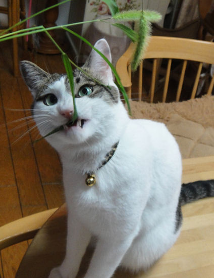 猫ジャラシ3.jpg