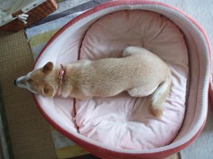 放射能の影響かも