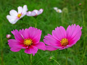 cosmos_001_s2.jpg