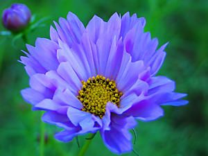 cosmos_027_s2.jpg