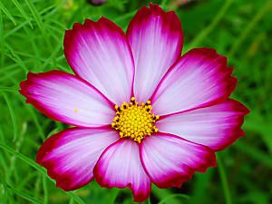 cosmos_009_s2.jpg