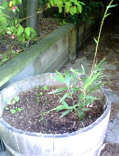 bamboo.jpg