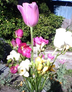 tulip.jpg