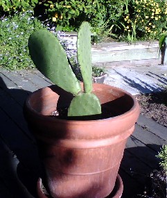 nopales.jpg