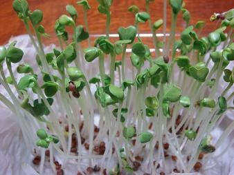 はつかだいこん