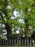 日吉神社・夫婦銀杏