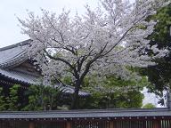 櫛田神社の桜20070401