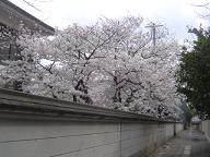 順心寺の桜20070331