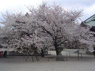 東長寺の桜20070331