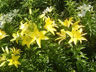 花庭園のゆり２