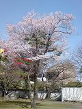 小倉城のコヒガンザクラ？