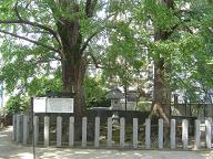 日吉神社の神木夫婦銀杏