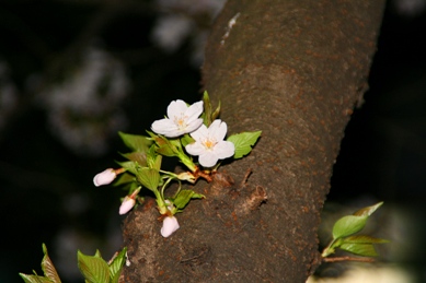 2007_SAKURA