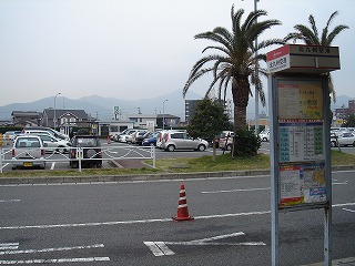 噂のやしの木