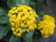 IMG_0536.JPG