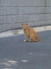 neko1.jpg