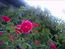 薔薇1.jpg