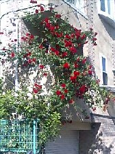 薔薇2.jpg