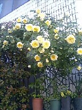 薔薇3.jpg