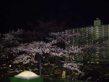 スコアボード後ろの桜。早くも満開に近いぞ！