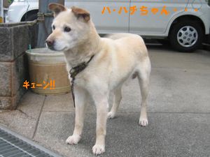 ミゾケンとハチパパ２