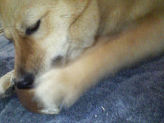 ヒヅメ
