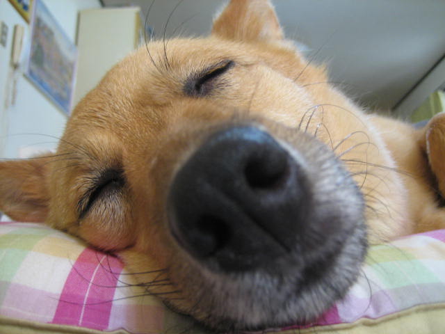 オネム～