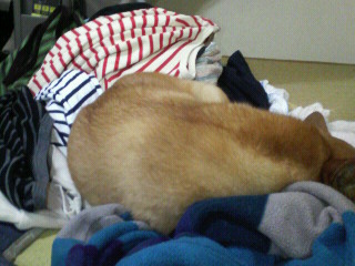洗濯物の上で寝るハチ