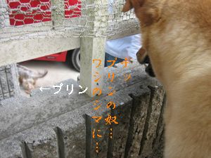 ハチ、プリンを狙う