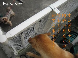 ハチ、プリンを狙う２