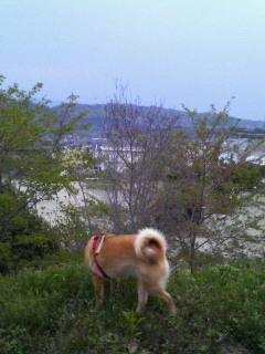 夕方の散歩
