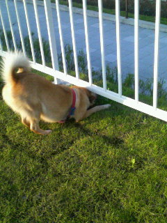 クンクンムービー