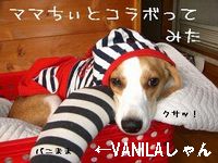 VANILAしゃん