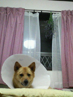 ドライフラワー