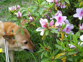 お花３