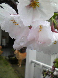 雨に濡れた桜